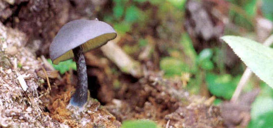 Entoloma nitidum Quél.